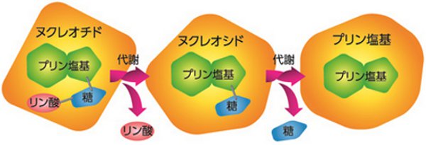 プリン体3種類の構造