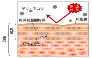 皮膚のバリア機能