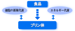 プリン体は私たちの味方