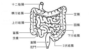 ヒトの腸