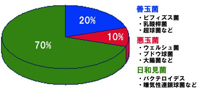 腸内細菌バランス