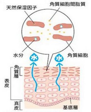 乾燥した皮膚