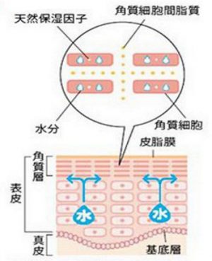 正常な皮膚