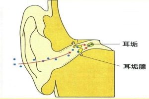 耳垢ができる耳垢腺