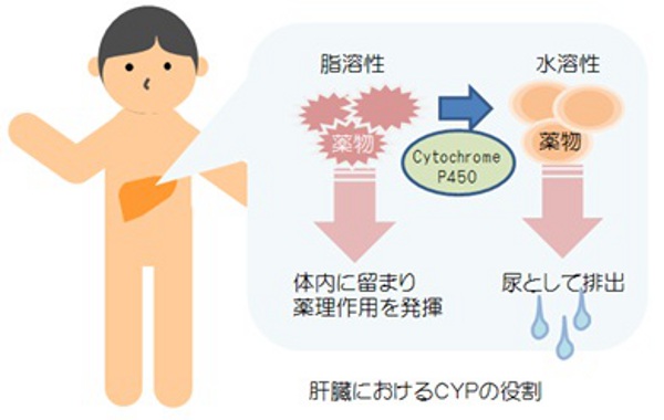 薬物代謝酵素