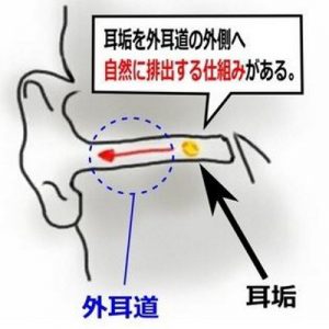 外耳道の自浄作用