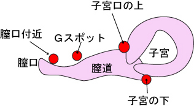 膣内性感ポイント