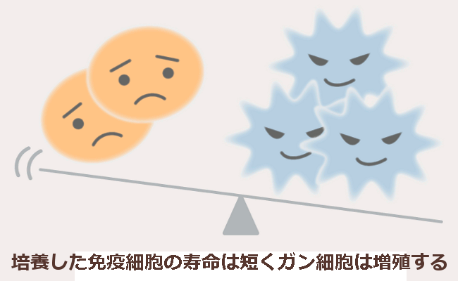 培養免疫細胞の寿命