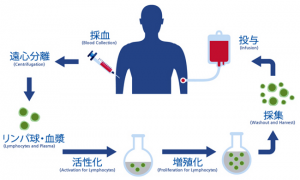 免疫細胞療法の基本的手順