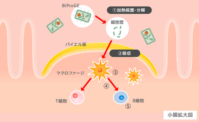 小腸拡大図