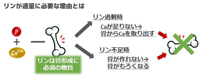 リンが必要な理由