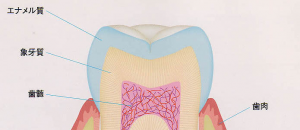 エナメル質と象牙質