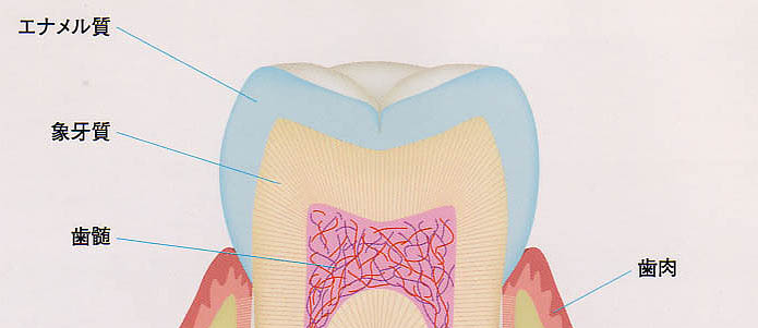 エナメル質と象牙質