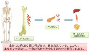 オステオカルシンの働き