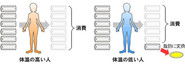 体温と代謝の関係