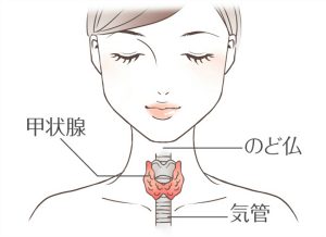 甲状腺