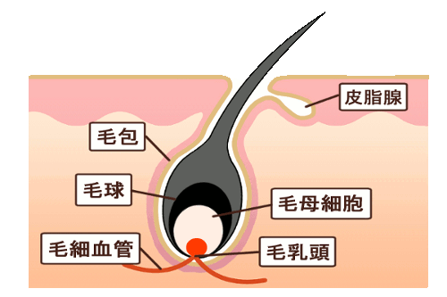 毛母細胞