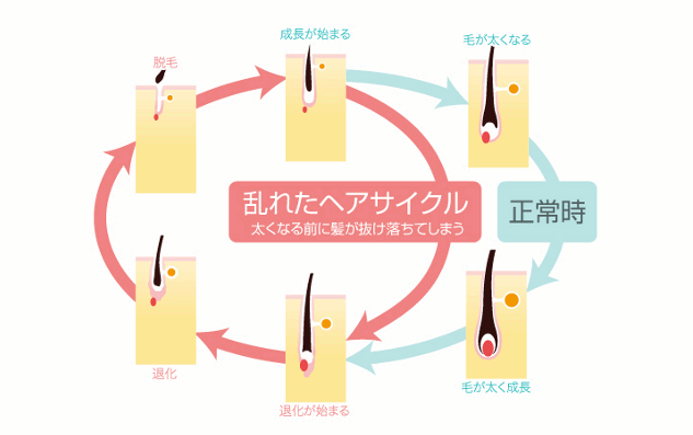 ヘアサイクル